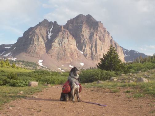 backpacking dog