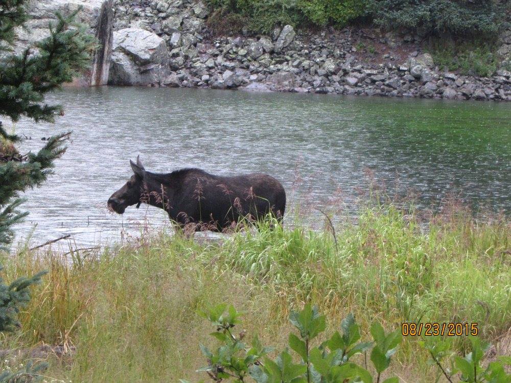 11953532_10153595753467806_2661304695917895619_o